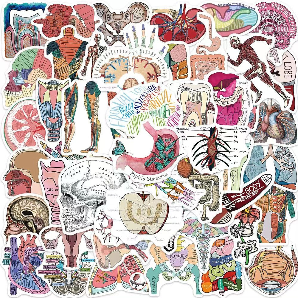 100pcs Anime Human Anatomy Stickers, Body Anatomy Sticker, Organic Sticker, Medical Sticker, Healthcare Sticker